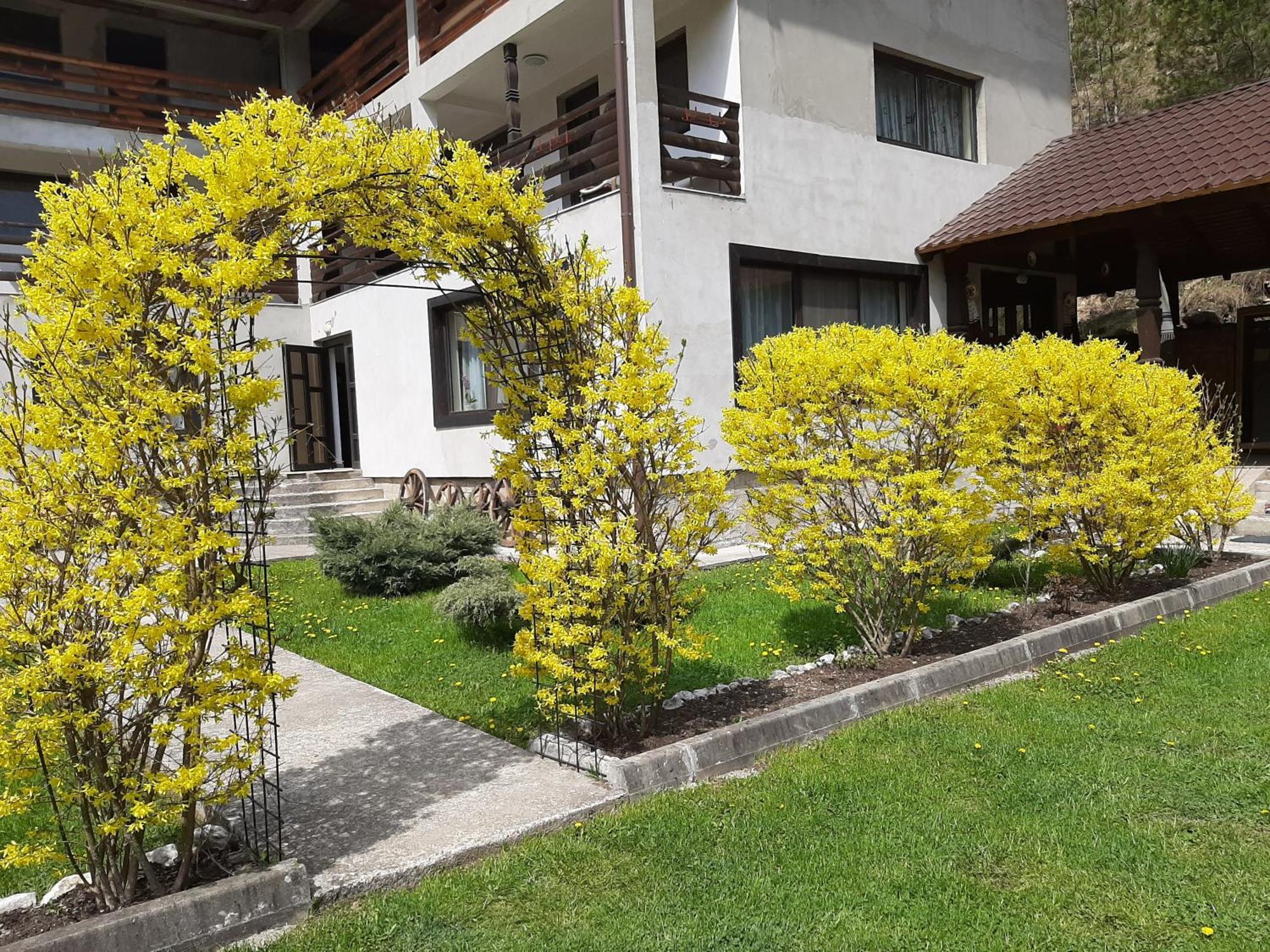 Pensiunea La Rachitele Exterior photo